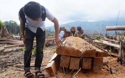Quảng Nam báo cáo Thủ tướng vụ phá rừng Tiên Lãnh