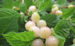 Loại cherry lạ giống hệt ngọc trai, giá chỉ hơn 200 nghìn/kg