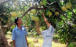 1 xã trồng 700ha bưởi đường, hơn 400 hộ có thu nhập nửa tỷ/năm