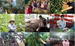 Chân dung 87 nông dân Việt Nam xuất sắc 30 năm Đổi Mới (phần 2)