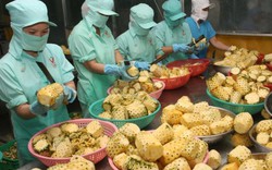 Xuất khẩu rau quả Việt Nam lập kỷ lục mới: Chuyên gia nói gì?