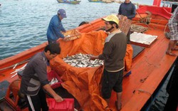 Mỹ từ chối nhập hải sản không rõ nguồn gốc: Thêm khó cho ngư dân Việt