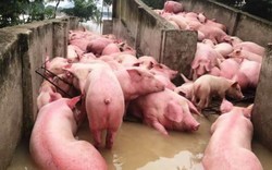 Chủ trại khóc không thành tiếng vì 6.000 con lợn chết không thể cứu