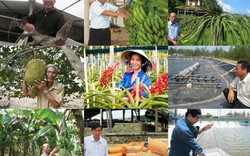 Chân dung 87 nông dân Việt Nam xuất sắc 30 năm Đổi Mới (phần 5)
