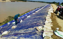 Đê sông Chu nứt, cả nghìn dân Thanh Hóa có thể phải sơ tán