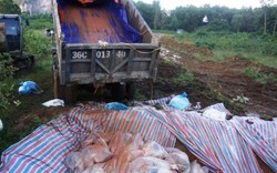 Chùm ảnh:  Tiêu hủy gần 6.000 con lợn chết trong lũ tại Thanh Hoá