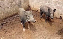 Làm giàu ở nông thôn: Chỉ nuôi lợn rừng, xây được nhà bạc tỷ