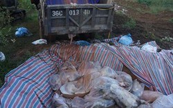 Thanh Hóa tiêu huỷ xong gần 6.000 con lợn chết ngập trong lũ