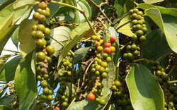 Giá nông sản hôm nay 17.10: Giá cà phê sẽ giảm mạnh, giá tiêu mất 10 triệu/tấn sau 1 tháng