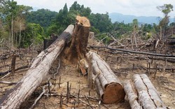Quảng Nam: Bắt khẩn cấp nguyên GĐ BQL rừng phòng hộ Sông Tranh