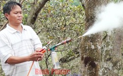 LẠ MÀ HAY: Dùng máy xịt khói diệt bọ xít muỗi trên vườn cây tỷ đô