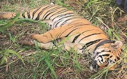 Ấn Độ: Hổ cái giết 4 người ăn thịt đã tự "nộp mạng"