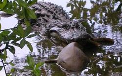 Ép 500 cá sấu nôn, giật mình khi thấy loài vật bị ăn thịt