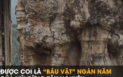 "Báu vật" ngàn năm của núi rừng: Trả 1 triệu USD vẫn không muốn bán