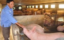 Giá lợn (heo) hôm nay 18.10: Sau lũ giá lợn Miền Bắc vẫn dưới 30.000 đ/kg, sẽ không thiếu thịt