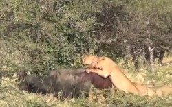 Cái kết bất ngờ khi trâu rừng "lạc trôi" giữa đàn sư tử háu đói