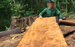Kon Tum: Khởi tố Trưởng Công an xã phá rừng