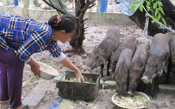 Làm giàu ở nông thôn: Thả heo bản trên cát, cứ nuôi là "phát"