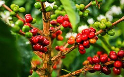 Giá nông sản hôm nay 20.10: Cà phê bật tăng mạnh 500.000 đ/tấn, giá tiêu chưa thoát ngưỡng "xấu"