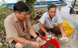 Kiếm vài triệu/ngày nhờ cho tôm, cua, sò huyết ở chung 1 ao