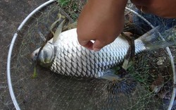 Giật cá liên tục: Hai "cao thủ" câu 10 kg cá mè vinh trên sông Hậu