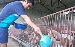 Giá lợn (heo) hôm nay 23.10: Bộ NNPTNT cho biết, giá lợn hơi không có cơ hội tăng trở lại từ nay cho đến cuối năm