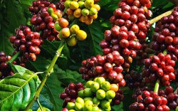 Giá nông sản hôm nay 23.10: Dự báo xuất khẩu cà phê thuận lợi, giá hạt điều giảm nhẹ