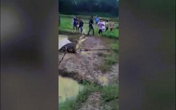 Cá sấu khổng lồ lên bờ đuổi dân làng Indonesia chạy "rẽ đất"