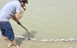 Quảng Ngãi: Cá chết hàng loạt không phải do chất thải trại nuôi heo?