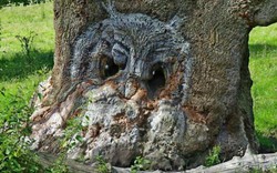 Tròn mắt kinh ngạc nhìn hình thù kỳ quái của những cây cổ thụ