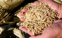 Giải mã giống lúa "siêu" chịu mặn trồng trên nước biển ở Trung Quốc