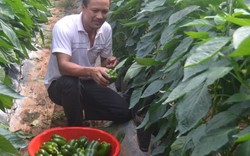 Làm giàu ở nông thôn: Phá cà phê, trồng ớt chuông, lại có tiền tỷ