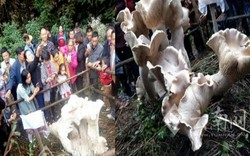 Dân Trung Quốc tìm thấy hàng loạt "nấm vua" khổng lồ