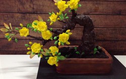 Bạn sẽ "sốc" khi biết cây mai bonsai này thực sự là gì