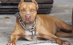 Úc: Nuôi chó pit bull, bỗng một ngày bị chó cắn đến chết