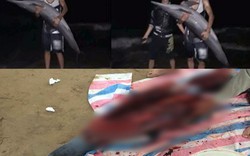 Điều tra vụ cá heo bị xẻ thịt ở bãi biển Đồ Sơn