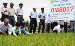 ThaiBinh Seed cung ứng 2.500 tấn giống cho ND miền Trung-Tây Nguyên