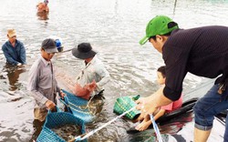 Cà Mau: Nuôi tôm siêu thâm canh 1.000m2 thu 9 tấn, thu lãi cao ngất