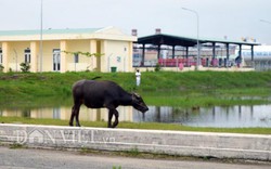 Đuổi đàn trâu ra khỏi khu công nghiệp, cán bộ bị hăm dọa