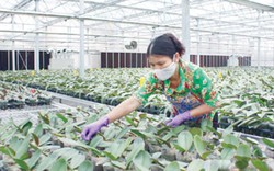 Hà Nội có 37 mô hình nông nghiệp ứng dụng công nghệ cao