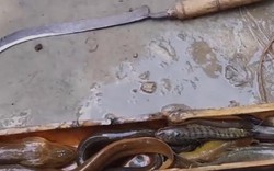 Bắt lươn "khủng" bằng ống tre dễ đến không ngờ