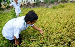 Nông dân miền Tây góp cả cánh đồng lớn trồng lúa sạch, lãi gấp đôi