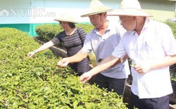 Nông dân Việt thích thú với trà đạo phong cách Đài ở thủ phủ trà A Lý Sơn