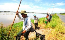 Chuyện lạ mà hay ở Thủ đô: Lùa chó đi săn chuột đồng