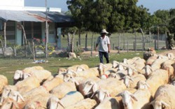 Chuyện nuôi cừu ở “chảo lửa” Ninh Thuận, nơi cỏ "quý hơn cả vàng"