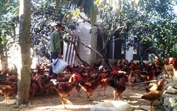 Cả làng nuôi gà ta thả vườn, sau 3 tháng, cứ 100 con lãi 6-7 triệu