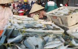 Mỗi tàu thu về trên 300 triệu đồng: Ngư dân Nghệ An được mùa cá hố