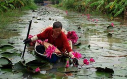 Trồng 3ha bông súng, ngày chay như ngày mặn đều đặn có 500 ngàn