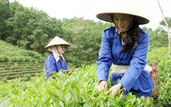 Hành trình đưa bộ đôi trà Thái Nguyên làm quà tặng tại diễn đàn APEC
