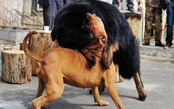 TQ: Sự thảm hại của những chú chó ngao Tây Tạng triệu đô một thời